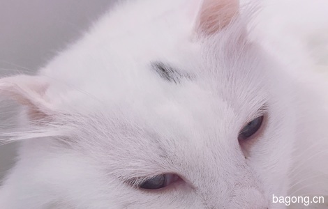 非常黏人的猫猫 很舍不得 但是个人原因要送走4
