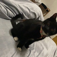 求领养