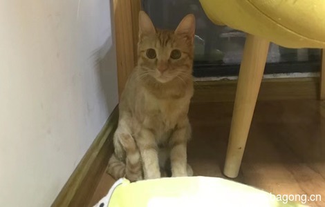 小橘猫一只 希望可以帮忙找一个有爱心的人 让猫猫有个温暖的家0