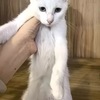 【免费领养】