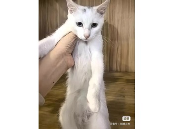 【免费领养】