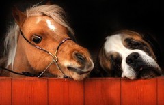 和谐宠物界：小马VS狗 ，你这表情泰囧了