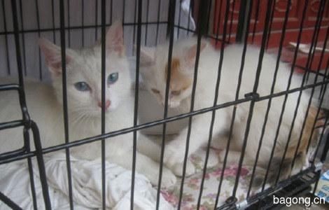 小母猫找领养 2个月 【北京领养】3