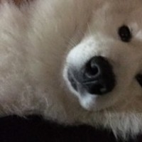 小小星球宠屋 封面小图