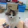 求好心人收养小猫,免费赠送猫笼猫砂猫粮!!