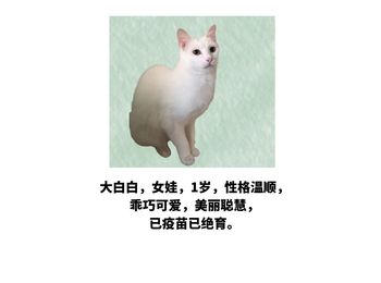 性格温顺的小猫咪等待...