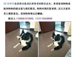 麻烦大家见到联系我，定重谢。 1...