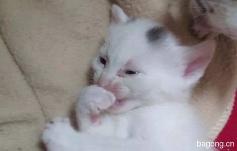五只刚出生两个月的小猫无偿赠送2