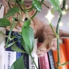 一只可爱的小橘猫求主人领养
