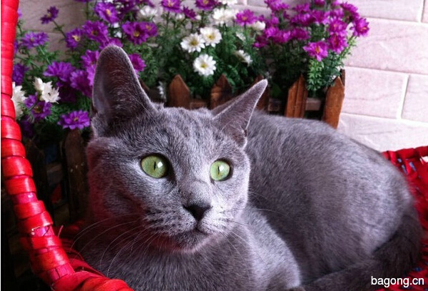 教您快速辨别猫星人品种！！！9