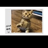 粘人小奶猫 求找个好人家