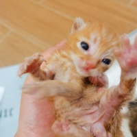 捡到的小奶猫，尿垫，羊奶粉奶瓶都有，只求养活