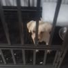 拉布拉多3个月带一个大狗笼子