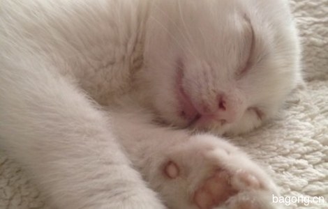 鸳鸯眼白色小奶猫，两个月大左右，眼睛一蓝一黄，很萌1
