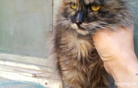 丰台科技园小区有一只被遗弃的小猫，谁来救救它。2