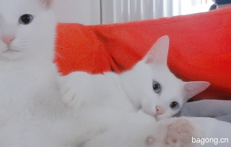 白色蓝眼睛小母猫一岁柔软粘人爱撒娇未绝育2