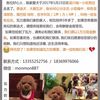 【万元寻爱犬】4-5岁小泰迪，男...