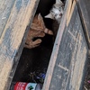 西塘古镇内三只被遗弃小奶猫，求好心人救助。
