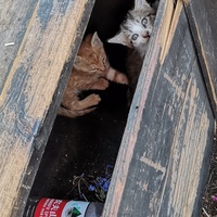 西塘古镇内三只被遗弃小奶猫，求好心人救助。