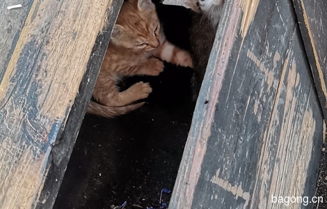 西塘古镇内三只被遗弃小奶猫，求好心人救助。0