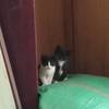 小猫等待领养