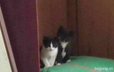 小猫等待领养0