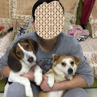 比格犬妹妹寻找爱狗人士领养收留