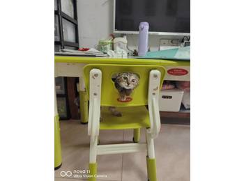 寻找真心喜欢猫咪有爱...