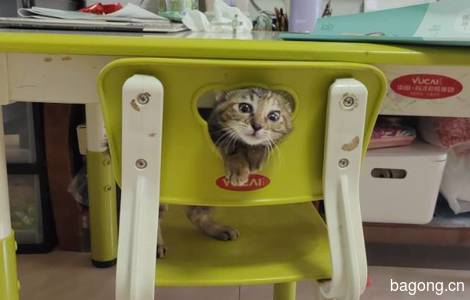 寻找真心喜欢猫咪有爱心的主人0