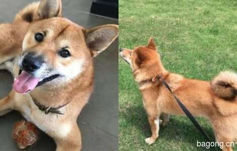 寻狗启示,盖伦，柴犬，公一岁，...
