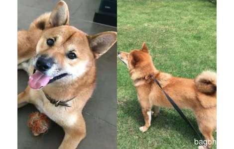 寻狗启示,盖伦，柴犬，公一岁，...