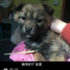3月21日北京领养日狗狗图片