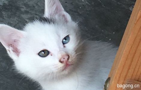 家里新出生小猫寻领养8