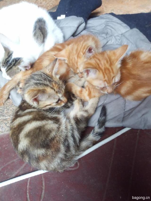 家里母猫生了几只可爱的小猫