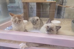 起司与葵猫屋0
