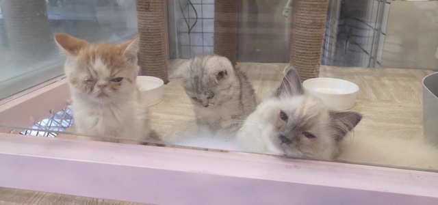 起司与葵猫屋0