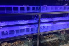 花儿水族之观海小屋1