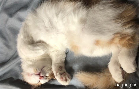 长毛橘猫，四个多月大，免费领养7