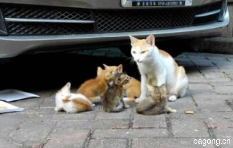 深圳流浪小猫求领养。1