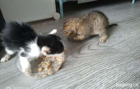 4只一月龄的小猫期待爱它们的主人2