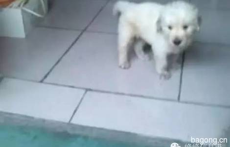 爱狗【点点】金毛犬已经五个月了...