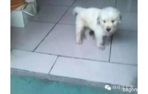 爱狗【点点】金毛犬已经五个月了...