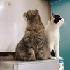 两只猫猫一公一母求领养
