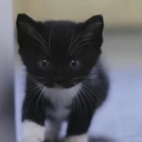 可爱小黑猫