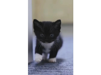 可爱小黑猫