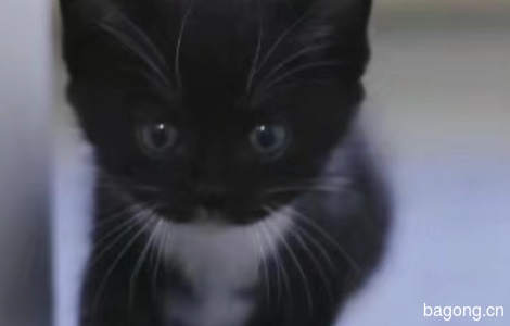 可爱小黑猫0