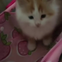 爱心/:heart领养可爱的小猫咪