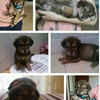 北京一个月狗娃被遗弃，男孩，身体健康无疾病，小型犬，非常聪明、可爱