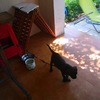 小区门口的一只小黑狗，可能是法斗串