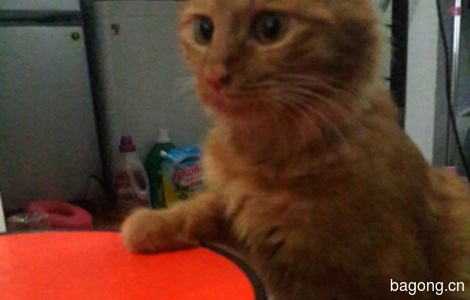 老虎猫免费领养4